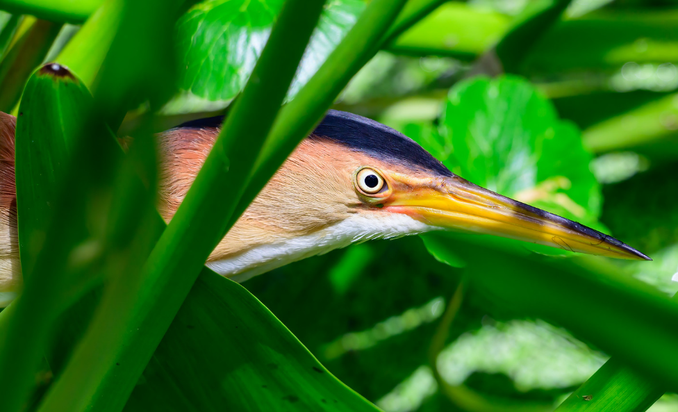 Newly Improved: Least Bittern (4/21/26)